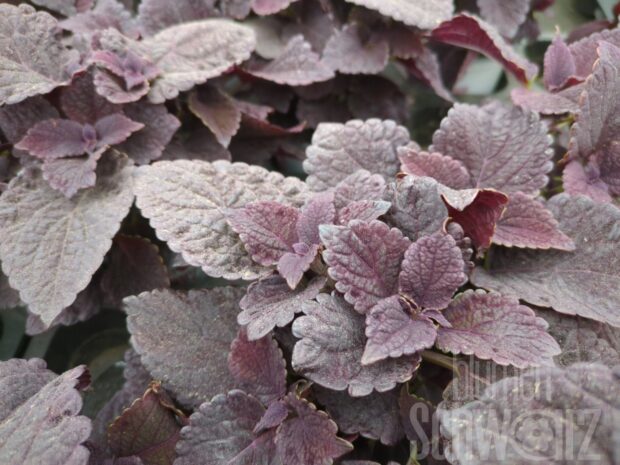 Plectranthus Newly Noir, Buntnessel