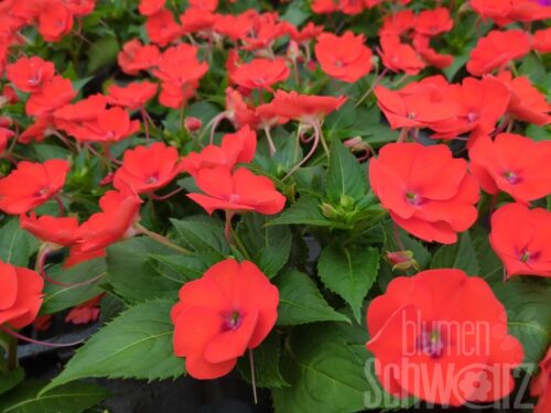 Impatiens SP Electric Orange