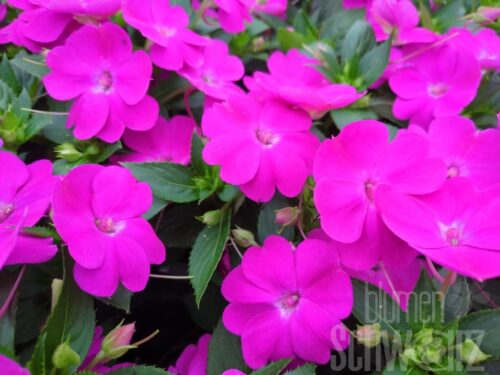 Impatiens SP Compact Lilac