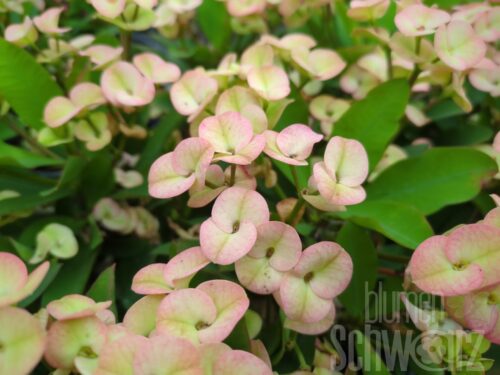 Euphorbia, creme Freilandchristusdorn