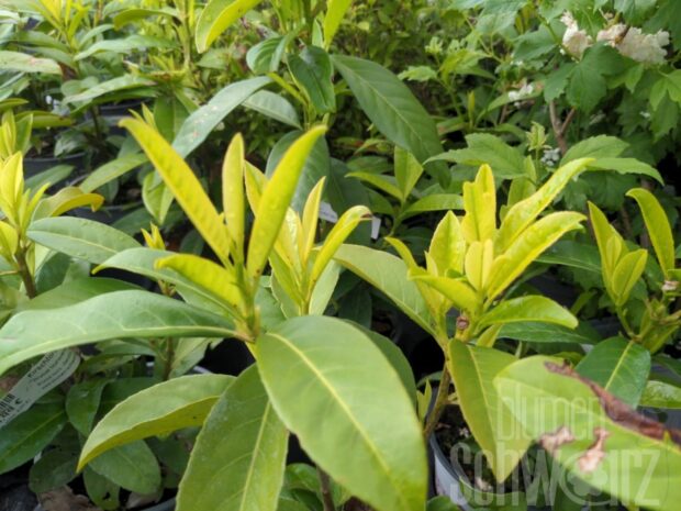 Prunus lauro. -Genolia- T17 - Säulen-Kirschlorbeer