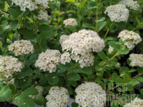 Spiraea betuliflora T17 - Birkenblättrige Spiere