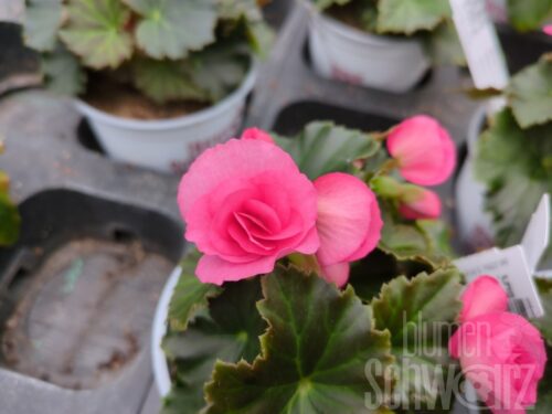 Begonia e Adonia PInk, Elatiorbegonie