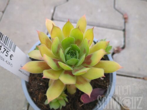 Sempervivum Gold Nugget, Hauswurz