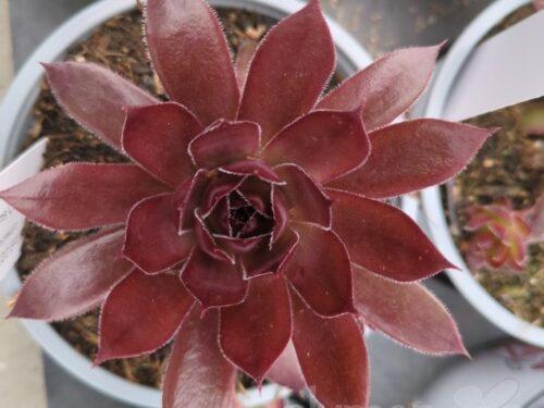 Sempervivum Cherry Jubilee, Hauswurz