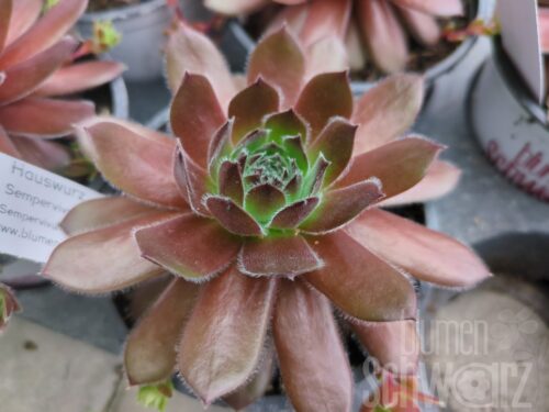 Sempervivum Cherry Berry