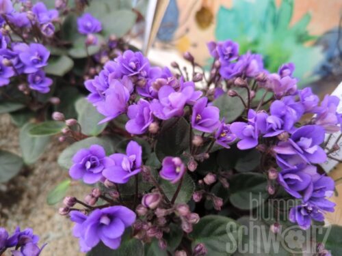 Saintpaulia hybrid African Violet