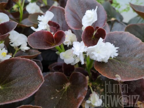 Begonia Gumdrop Coco White - weiß gefülltes Gottesauge