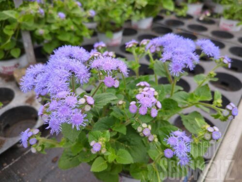 Ageratum, Majorelle, Leberbalsam