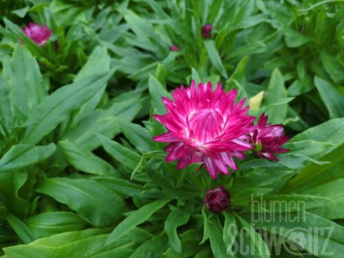 Bracteantha Granvia Pink, Strohblume
