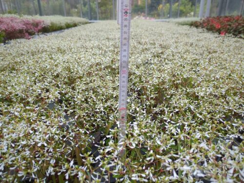 Euphorbia Diamond Ice, Sternenregen