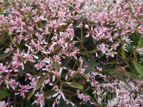Euphorbia Shades in Pink, Sternenregen