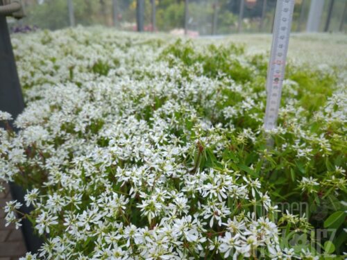 Euphorbia Diamond Snow, Sternenregen