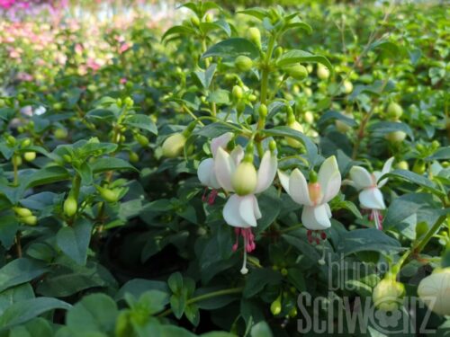 Fuchsia SD Albina,