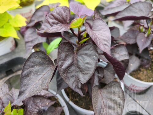 Ipomoea Heart Jet Black, Ziersüßkartoffel