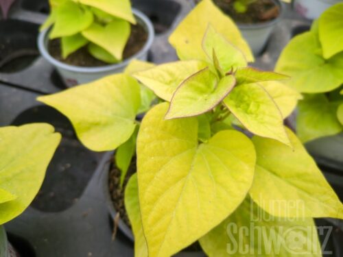 Ipomoea Sweet Heart LIght Green,