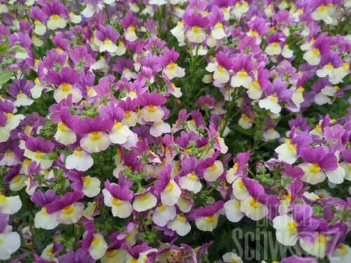 Nemesia Fairy Kisses Vanilla Berry