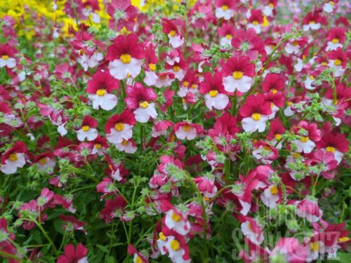 Nemesia Sunsatia plus Cherry on Ice