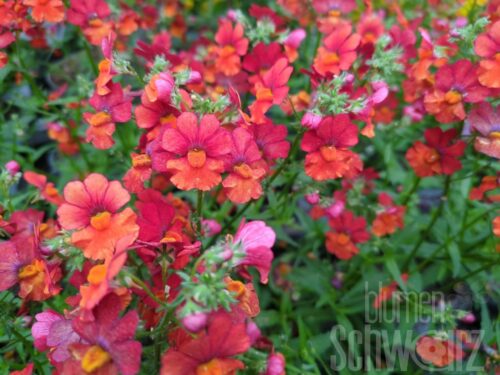 Nemesia Sunsatia plus Clementine
