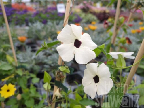 Thunbergia, Susy White