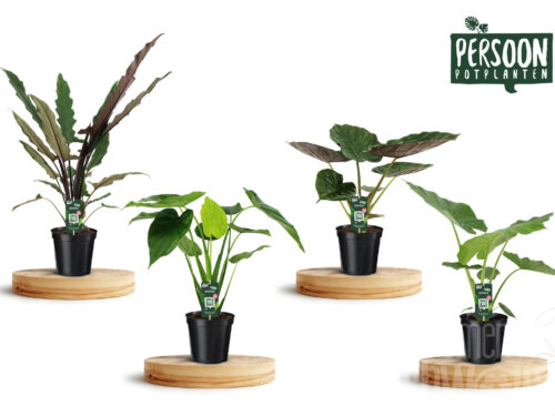 Alocasia sonstig mixed
