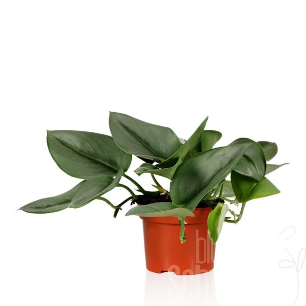 Scindapsus treubii -Moonlight- .