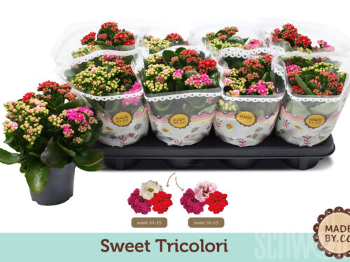 Kalanchoe blossfeldiana gefüllt gemischt im Topf