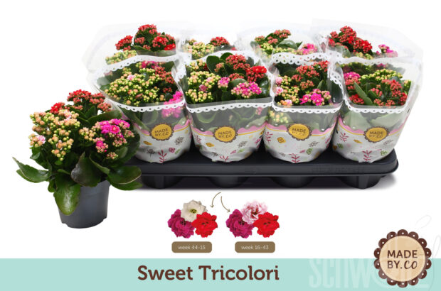 Kalanchoe blossfeldiana gefüllt gemischt im Topf
