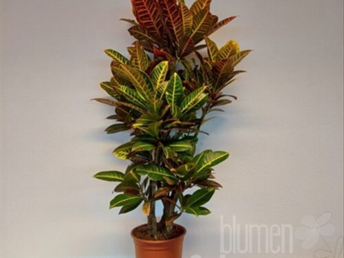 Codiaeum variegatum -Petra-