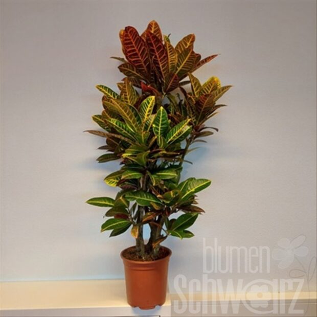 Codiaeum variegatum -Petra-
