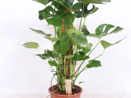 Monstera deliciosa
