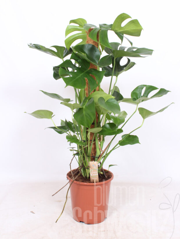Monstera deliciosa