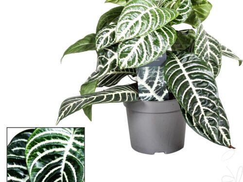 Aphelandra squarrosa