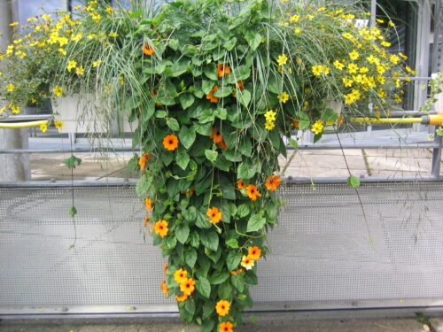 Thunbergia