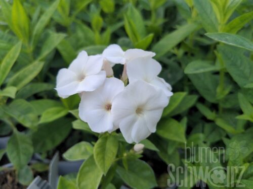 Phlox p. Adessa White, Phlox