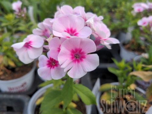 Phlox p. Adessa Pink Star. Phlox