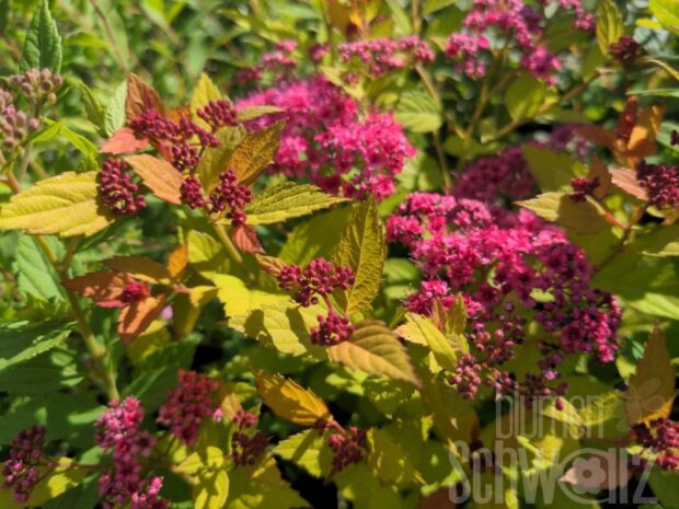 Spiraea jap. Magic Carpet T17 - Zwergspiere