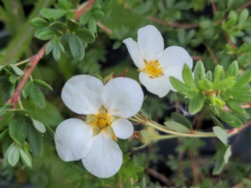 Potentilla fr. Mckays White T17 - Weißer Fingerstrauch
