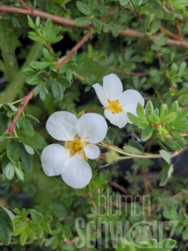 Potentilla fr. Mckays White T17 - Weißer Fingerstrauch