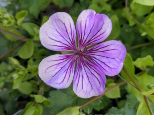 Geranium Pink Penny, Storchschnabel