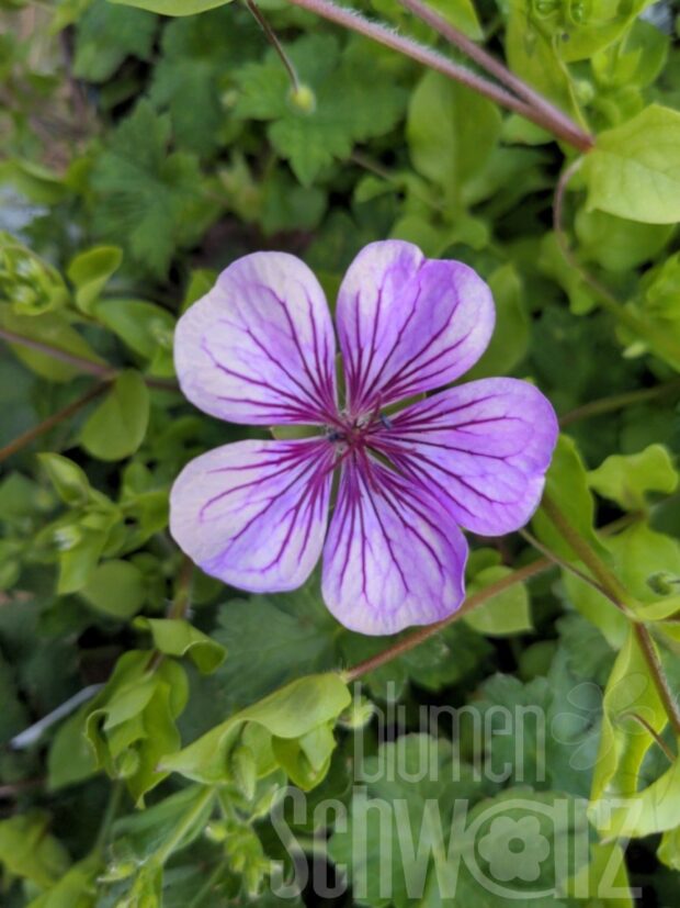 Geranium Pink Penny, Storchschnabel