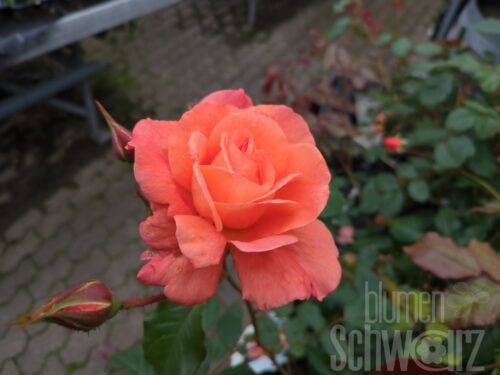 Rosa Hybr. Westerland, Strauchrose, orange