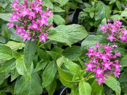 Pentas lanceolata Ruby Red