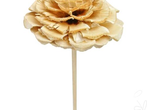 Maritima-Rose gestielt, gebleicht