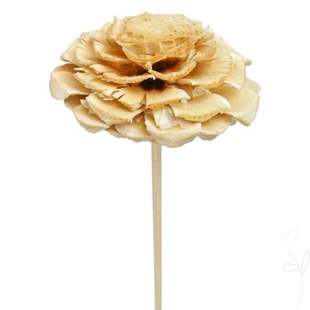 Maritima-Rose gestielt, gebleicht