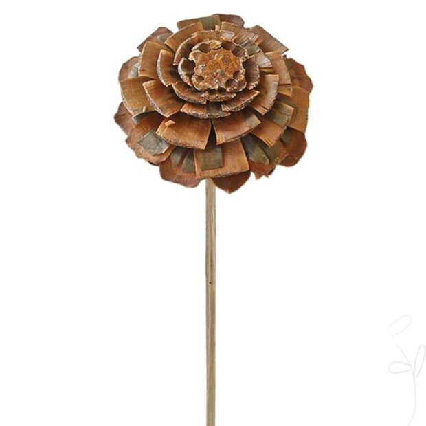 Maritima-Rose gestielt, natur