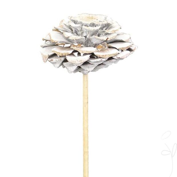 Maritima-Rose gestielt, frosted