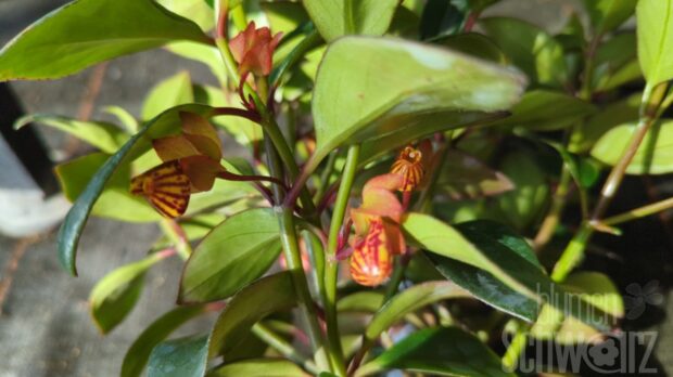 Nematanthus gemischt