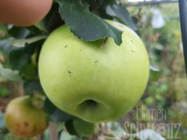 Malus Greencats, Säulenapfel