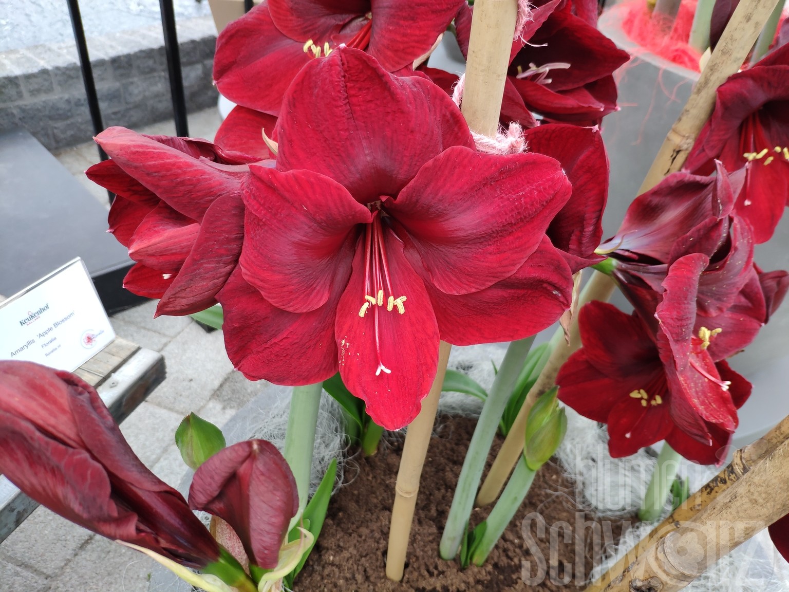 Hippeastrum, Red Reality, Amaryllis - Blumen Schwarz